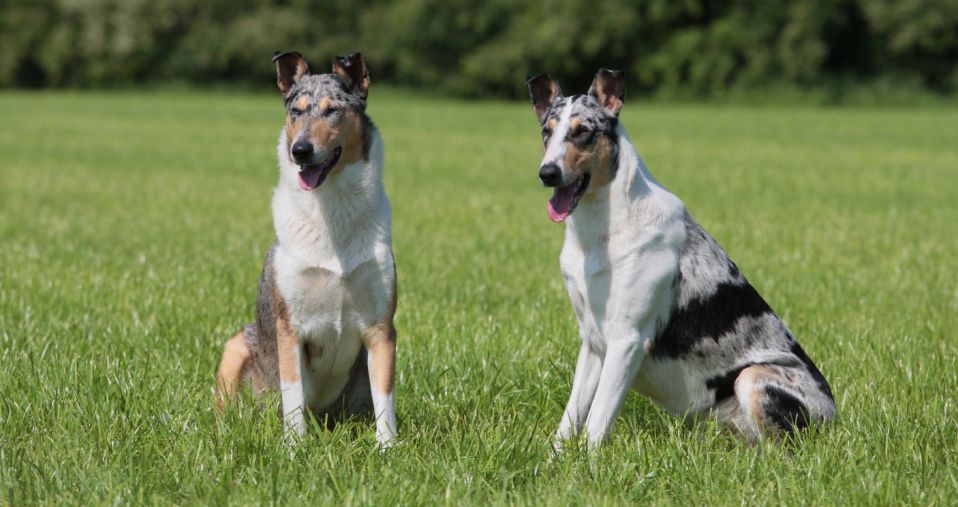 Henry und Kasper